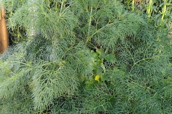 Sulphurweed