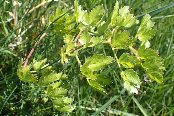 Mountain-parsley