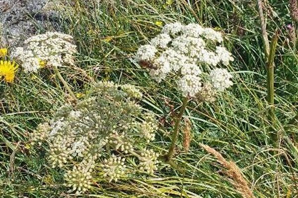 Hogfennel