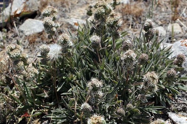 Caterpillar phacelia