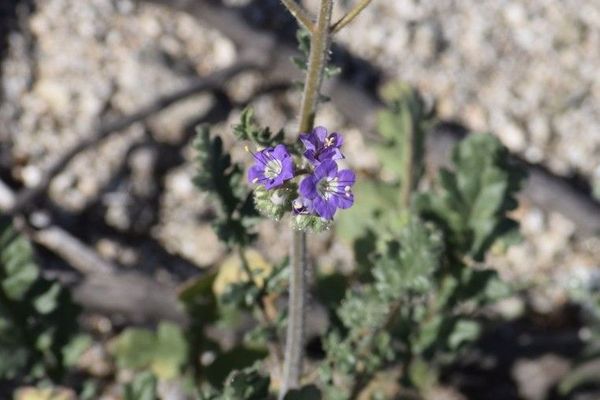 Cleftleaf wildheliotrope