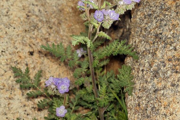 Distant phacelia