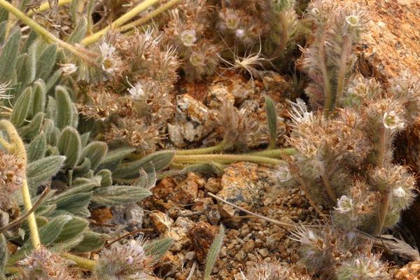 Silverleaf phacelia