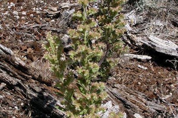 Varileaf phacelia