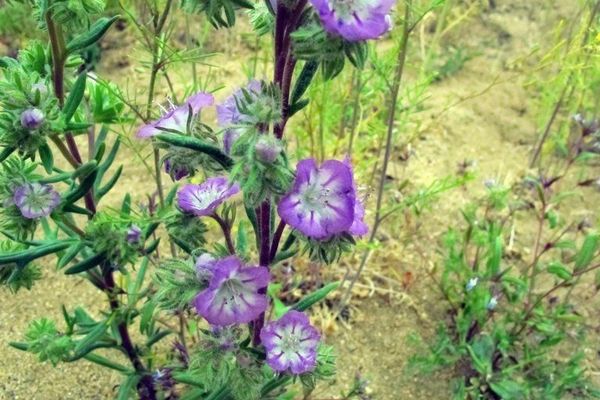 Linear-leaf phacelia