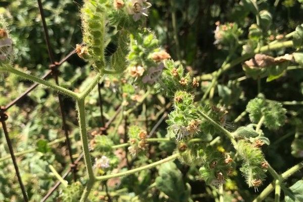 Branching phacelia