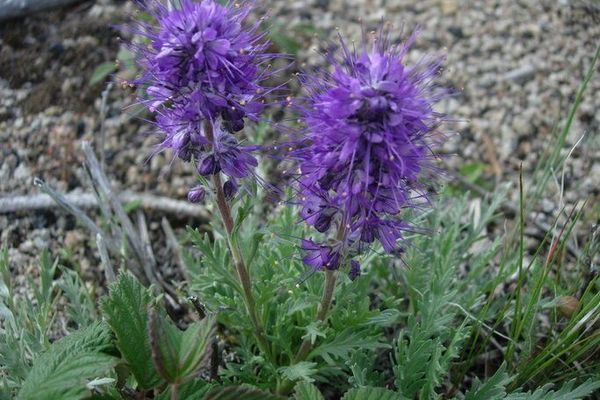 Silky phacelia
