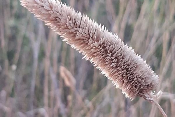Australian phalaris
