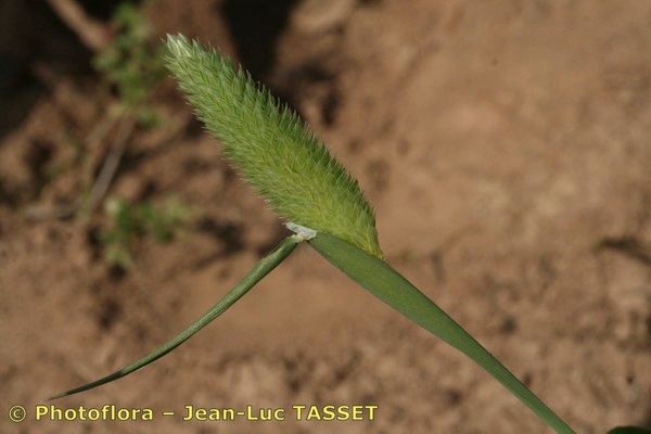 Confused canary grass