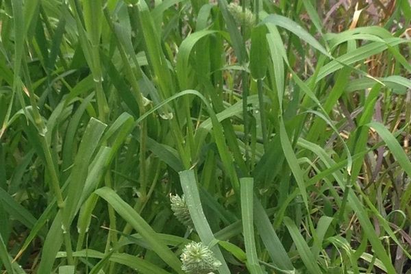 Seed canary grass
