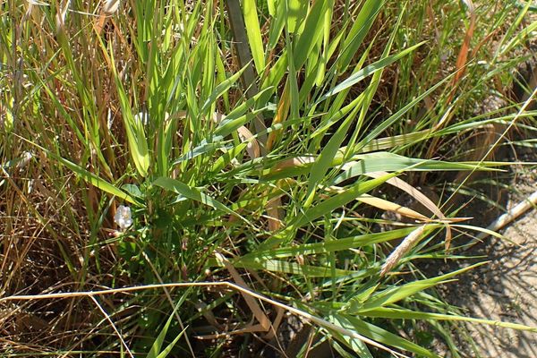 Sunol grass