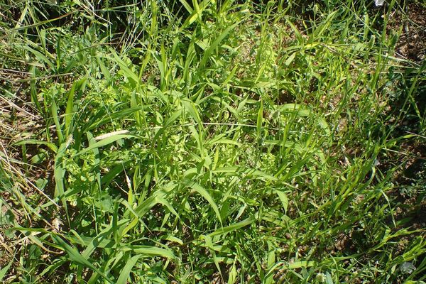 Lesser canary grass