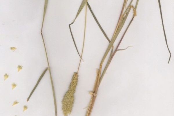 Paradoxa grass