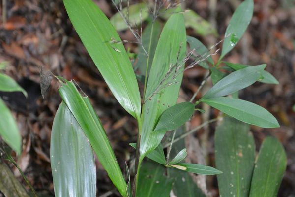 Creeping leafstalk grass