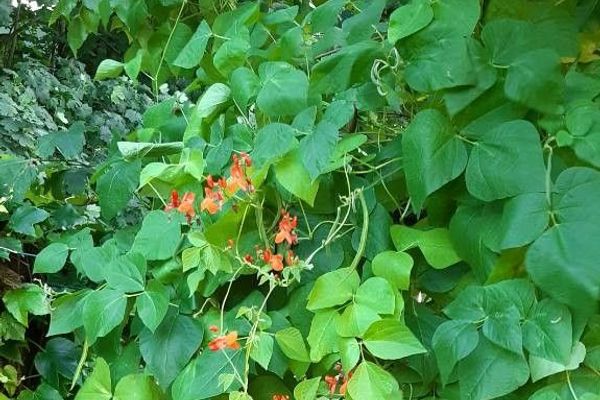 Runner bean