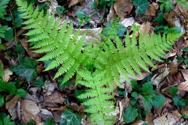 Beech fern