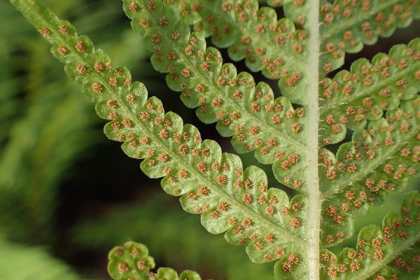 Japanese beech fern