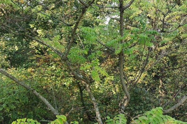 Chinese corktree