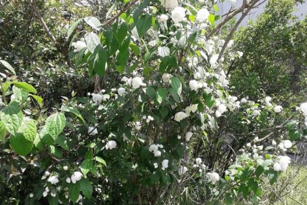 Sweet mock orange