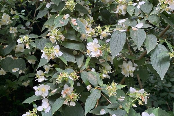 Lewis's mock orange