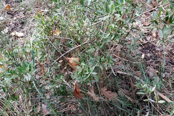 False olive