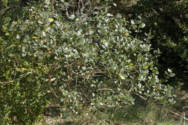 Green olive tree
