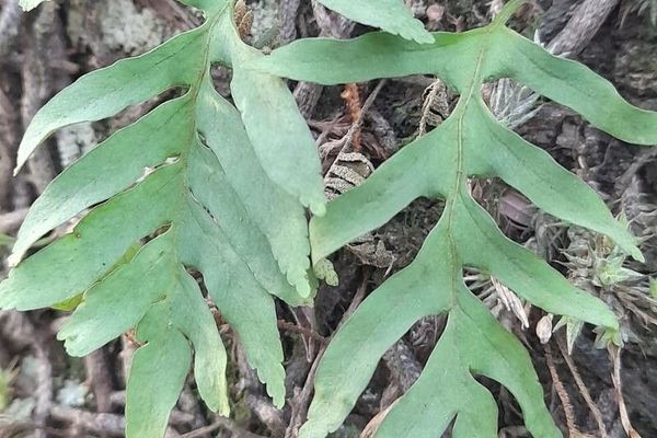 False golden polypody
