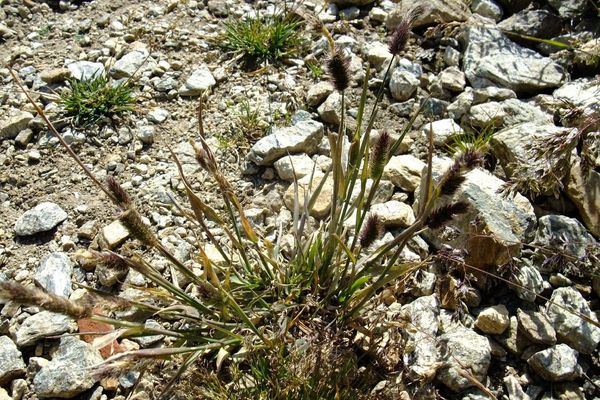 Alpine timothy