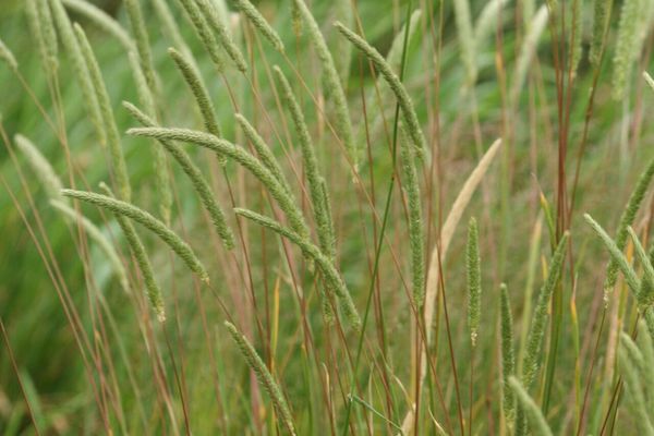 Phleum hirsutum