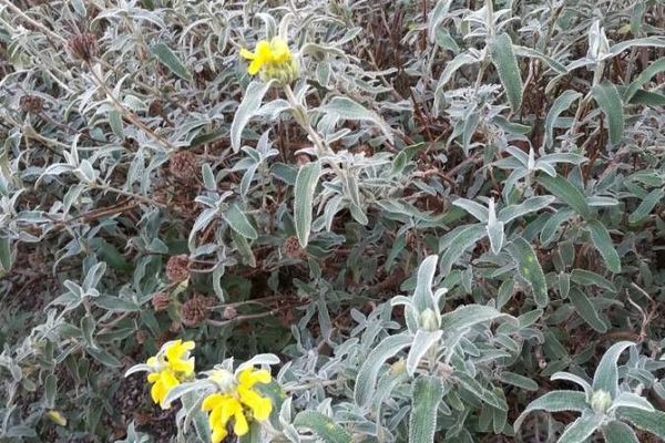 Jerusalem-sage