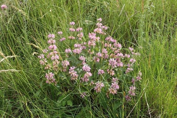 Phlomis herba-venti