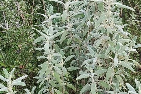 Purple jerusalem sage