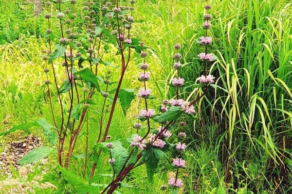 Tuberous jerusalem sage