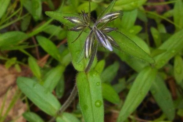 Forest phlox