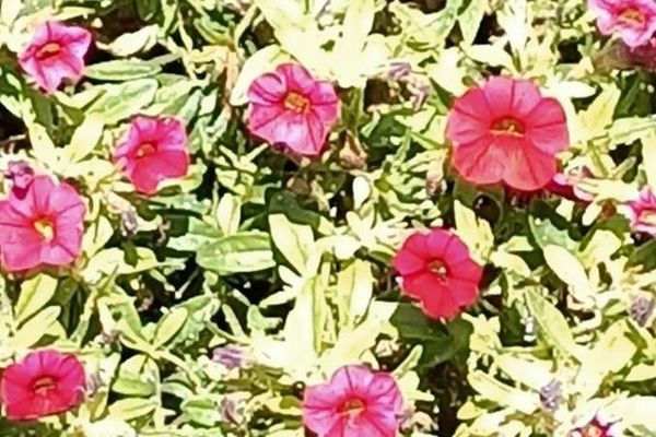 Drummond's phlox