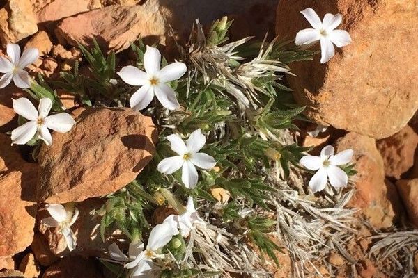 Moss phlox