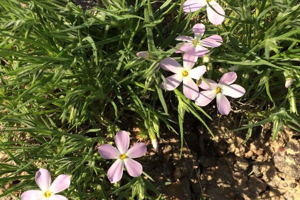 Longleaf phlox