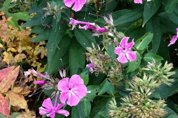 Garden phlox
