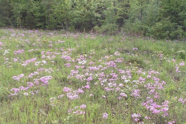 Prairie phlox