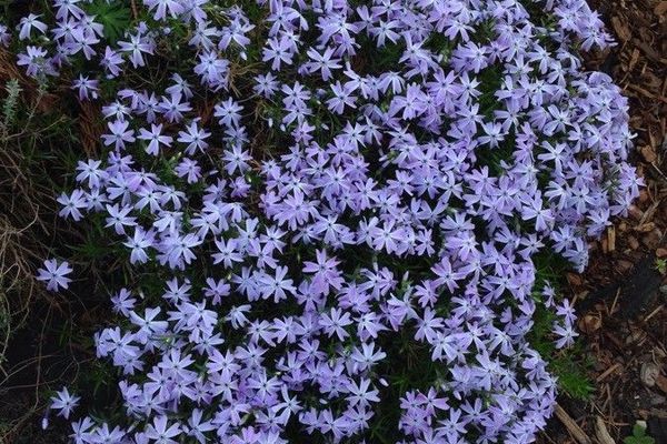 Moss phlox