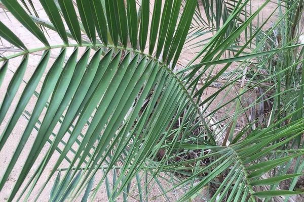 Senegal date palm