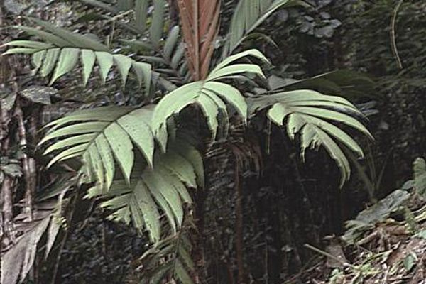 Pholidostachys synanthera
