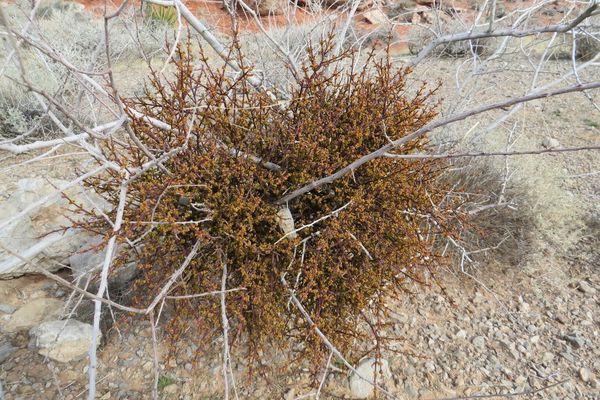 Acacia mistletoe