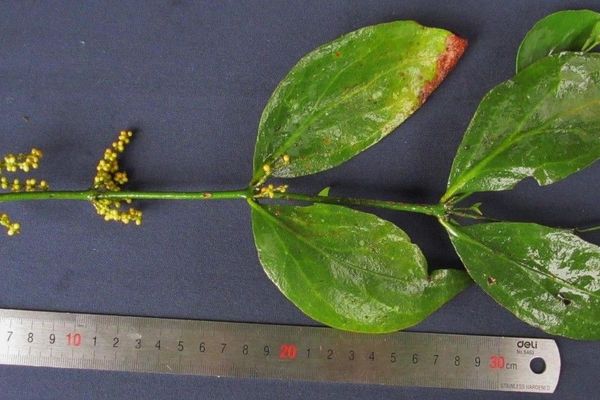 Phoradendron crassifolium