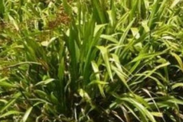Phormium colensoi
