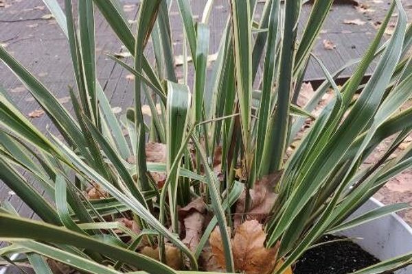 New zealand flax