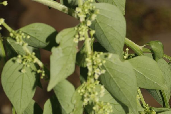 Jamaican gooseberry tree