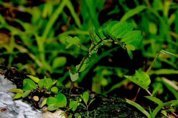 Carolina leaf-flower