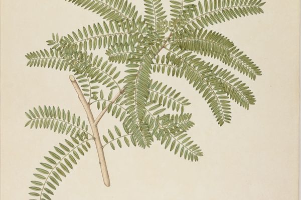 Phyllanthus casticum
