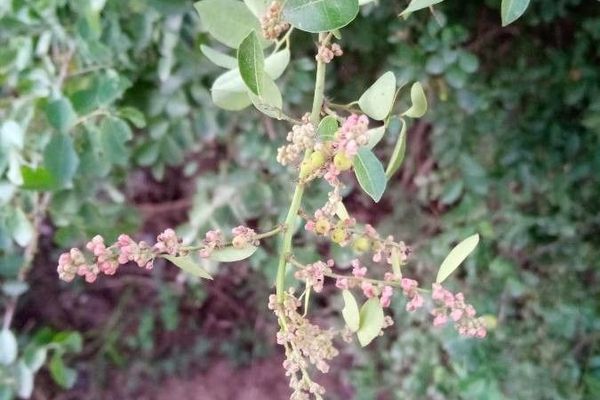 Potato-bush